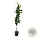 Fagus syl. 'Dawyck Gold' 250-300 cm cont. 55L extra