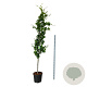 Fagus syl. 'Dawyck Gold' 250-300 cm cont. 55L extra