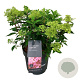 Hydrangea pan. Living Little Love 50-60 cm 14L