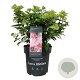 Hydrangea pan. Living Little Love 50-60 cm 14L