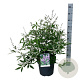 Vitex agnus-castus 60-80 cm 14L