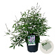 Vitex agnus-castus 60-80 cm 14L