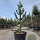 Araucaria araucana 190-200 cm container