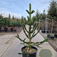 Araucaria araucana 190-200 cm container