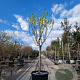 Diospyros kaki 'Rojo Brillante' 90 cm stam container 18-20