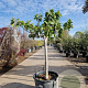 Ficus carica 80 cm stam container 18-20
