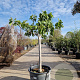 Ficus carica 80 cm stam container 18-20