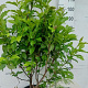 Magnolia 'Susan' 100-125 cm 20L