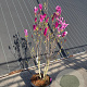 Magnolia 'Susan' 100-125 cm 20L