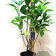 Magnolia 'Susan' 60-80 cm 5,0L