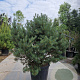 Pinus sylvestris 120-140 cm cont. 95L solitair