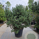 Pinus sylvestris 120-140 cm cont. 95L solitair