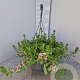 Scaevola aemula hangpot 27cm rose