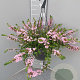 Scaevola aemula hangpot 27cm rose