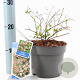 Abelia grandiflora 20-25 cm 2,0L