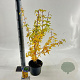 Acer pal. 'Sangokaku' 50-60 cm 3,0L