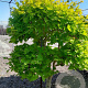 Acer shirasawanum 'Aureum' 200 cm met kluit