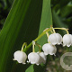 Convallaria maj. 'Doreen' GM P9