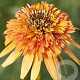 Echinacea 'Marmalade' GM P9