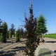 Fagus syl. 'Dawyck Purple' 100-125 cm met kluit