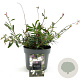 Gaura l. 'Whirling Butterflies' GM 2,0L