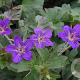 Geranium 'Lakwijk Star' GM P9