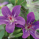 Geranium 'Lakwijk Star' GM P9