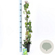 Hedera colchica 'Sulphur Heart' 70 cm C1.5 met stok
