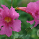 Incarvillea delavayi GM P9