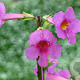 Incarvillea delavayi GM P9