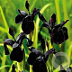 Iris chrysog. 'Black Form' GM P9