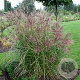 Miscanthus sin. 'Sioux' GM  P11