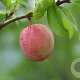 Prunus salicina 175-200 cm 10L