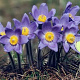 Pulsatilla patens GM P9