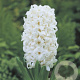 Hyacinthen White Pearl 15-17CM verpakt per 50