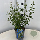 Salvia micr. 'Gletsjer' 25-30 cm 2,0L