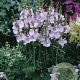 Sidalcea 'Little Princess' GM P9