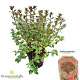 Azalea (J) 'Stewartstown' 20-25 cm 2,0L