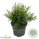 Myrtus communis 'guilli' 30-40 cm 3,0L