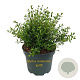 Myrtus communis 'guilli' 30-40 cm 3,0L