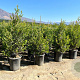 Prunus caroliniana 30-40 cm 3,0L