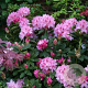 Rhododendron 'Albert Schweitzer' 30-40 cm 5,0L struik