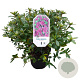Rhododendron 'Blaue Donau' 25-30 cm 4,0L
