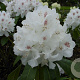 Rhododendron 'Schneebukett' 25-30 cm 2,0L