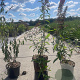 Buddleja d. 'Pink Delight' 50-60 cm 3,0L