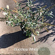 Buddleja 'White Ball' 30-40 cm 3,0L