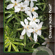 Choisya 'Aztec Pearl' 20-30 cm 2,0L