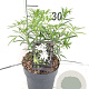 Choisya 'Aztec Pearl' 20-30 cm 2,0L