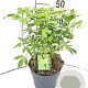 Choisya ternata 'Brica' 30-40 cm 5,0L