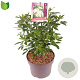 Choisya ternata 30-40 cm 5,0L